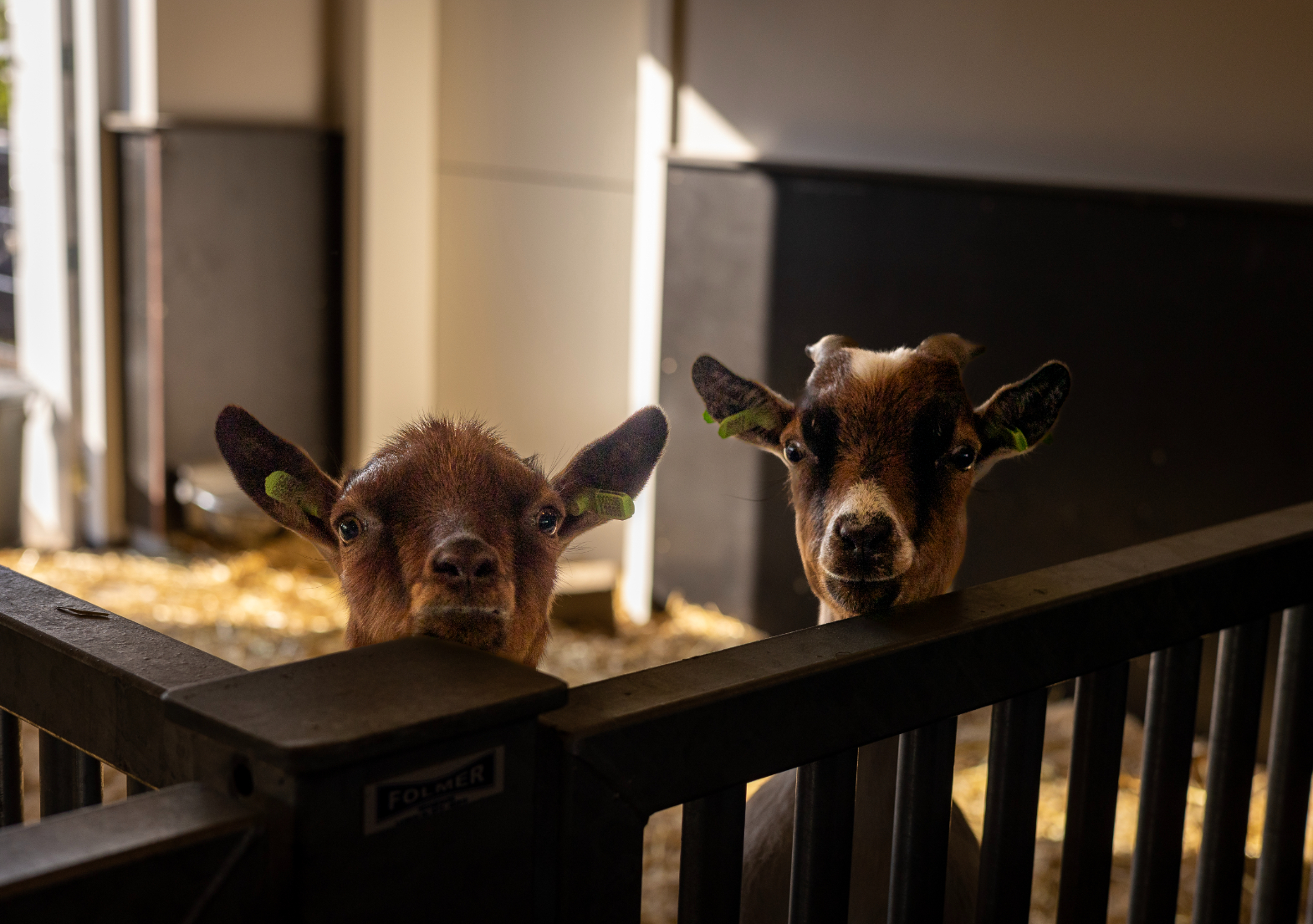 Geitjes Boerderij BSO Kievit Tilburg Reeshof