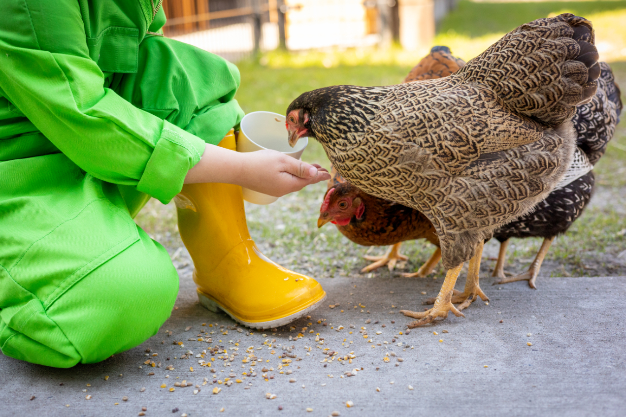 Kippen op Boerderij BSO Kievit Reeshof