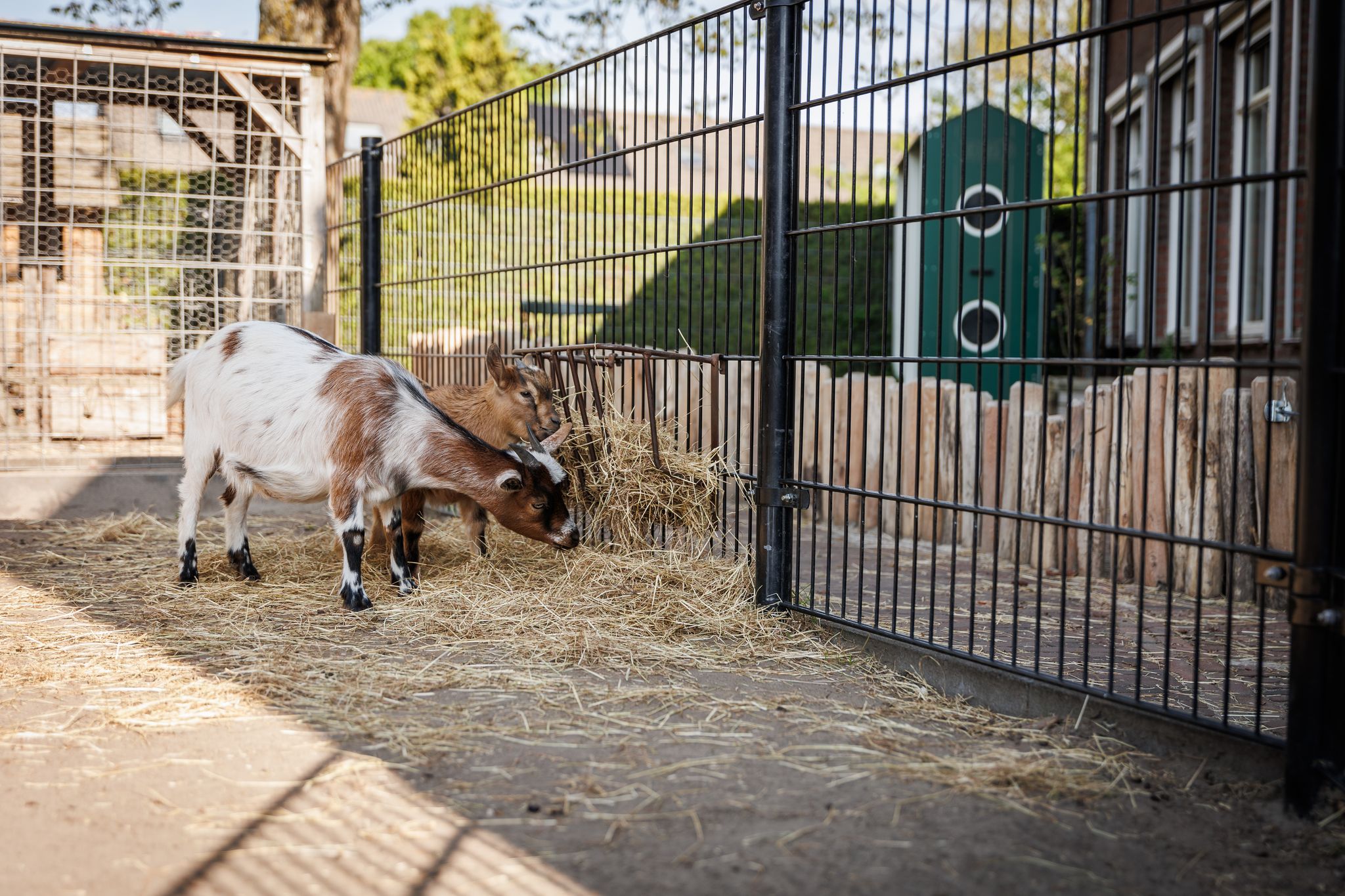 Geiten Boerderij Kinderopvang Reeshoeve Tilburg Reeshof