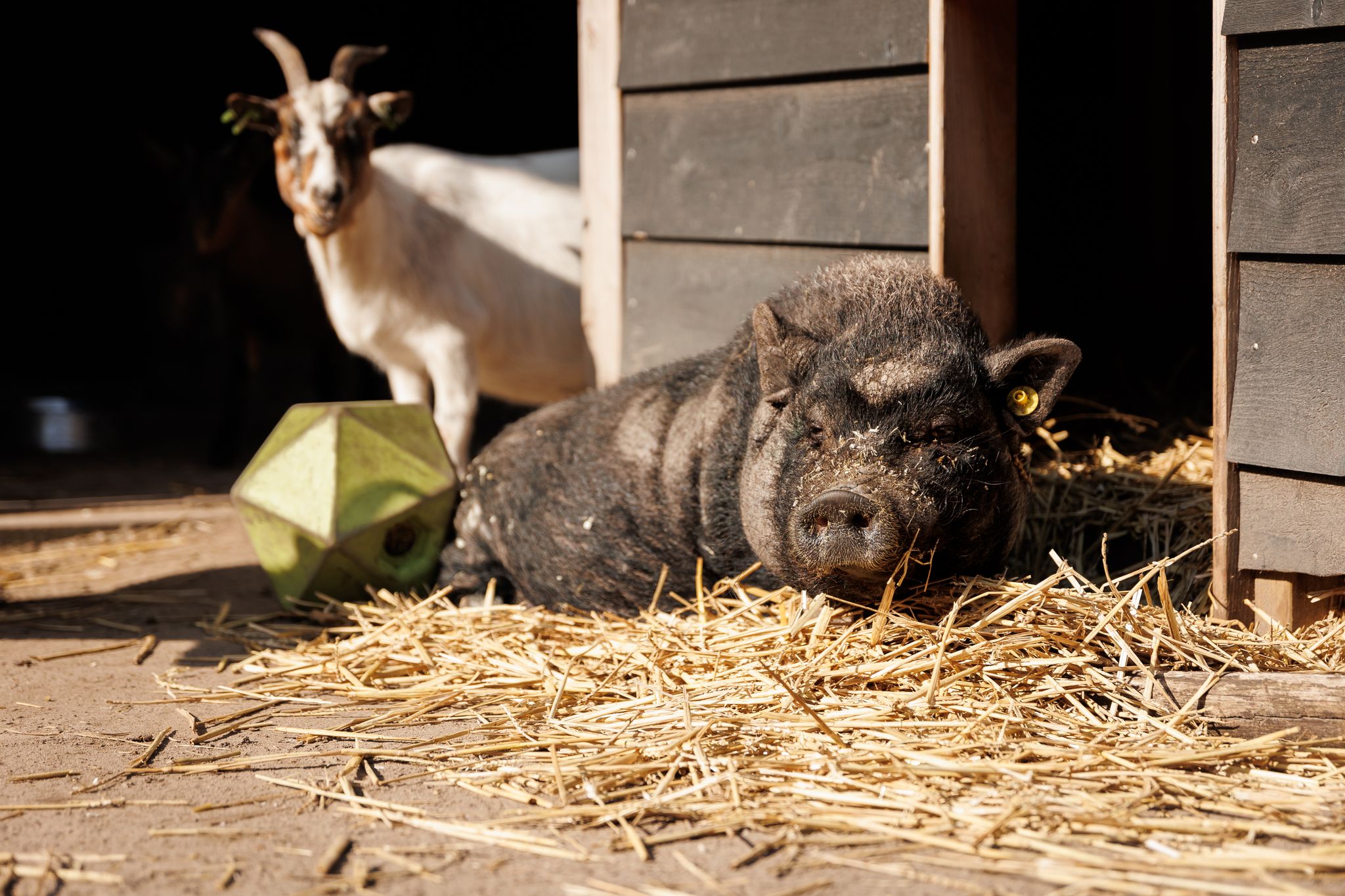 Dieren van de boerderij