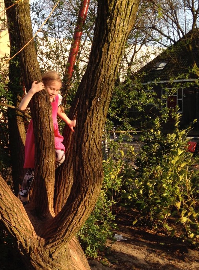 Dot in de boom 